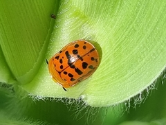 Conchyloctenia punctata
