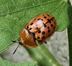Conchyloctenia punctata