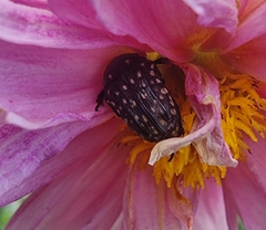 Oxythyrea testaceoguttata