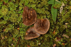 Lactarius tawai