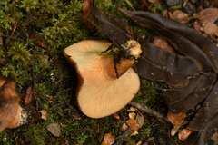 Lactarius tawai