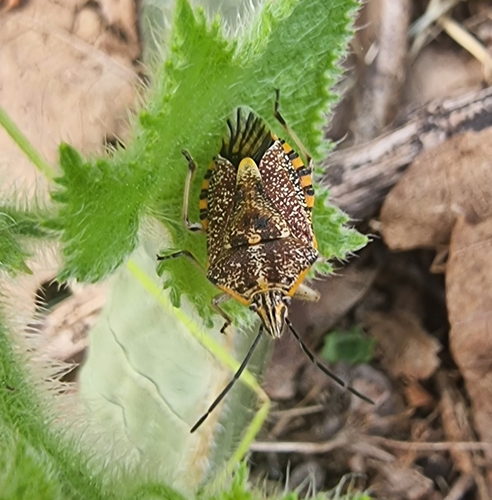 Sunflower Seed Bug