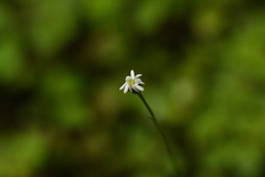 Lagenophora strangulata