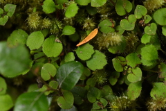 Lagenophora strangulata
