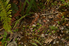 Lagenophora strangulata