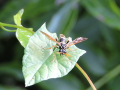 Tenthredo scrophulariae