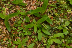 Pterostylis australis