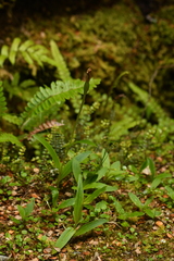 Pterostylis australis