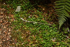 Lagenophora strangulata