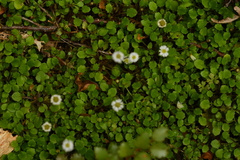 Lagenophora strangulata