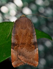 Noctua janthina