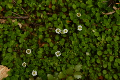 Lagenophora strangulata