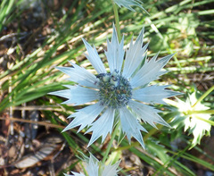 Eryngium lemmonii