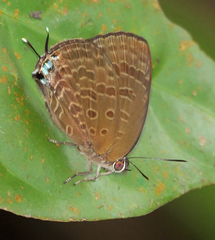 Arhopala