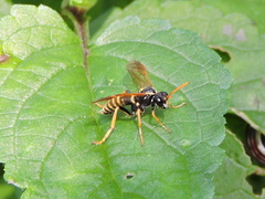 Tenthredo scrophulariae