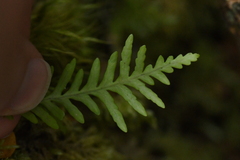 Notogrammitis heterophylla