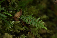 Notogrammitis heterophylla