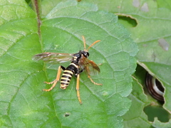 Tenthredo scrophulariae