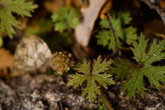 Hydrocotyle dissecta