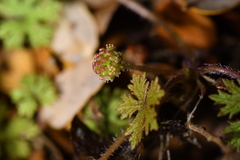 Hydrocotyle dissecta