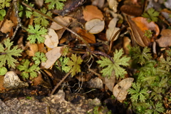 Hydrocotyle dissecta