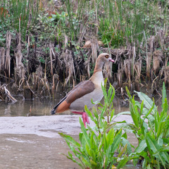 Alopochen aegyptiaca