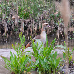 Alopochen aegyptiaca