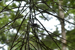 Petroica macrocephala macrocephala