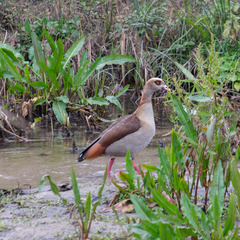 Alopochen aegyptiaca