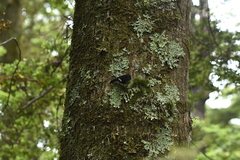 Petroica macrocephala macrocephala