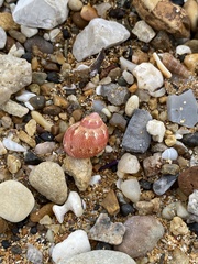 Phasianella ventricosa