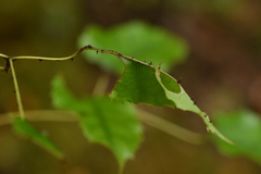 Rubus cissoides