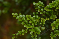 Nothofagus cliffortioides