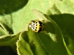 Psyllobora variegata