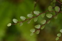 Nothofagus cliffortioides