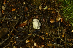 Rossbeevera pachydermis