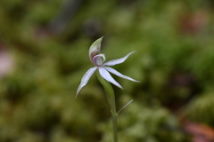 Adenochilus gracilis