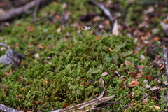 Adenochilus gracilis