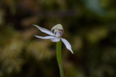 Adenochilus gracilis