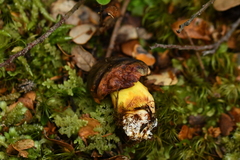 Boletus leptospermi