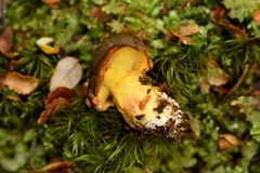Boletus leptospermi