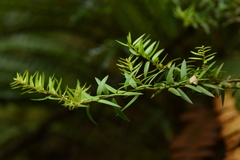 Podocarpus