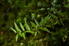 Podocarpus
