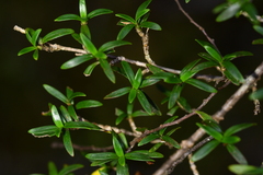 Coprosma pseudocuneata