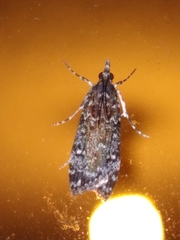 Eudonia philerga