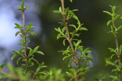 Coprosma pseudocuneata