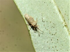 Plerochila australis