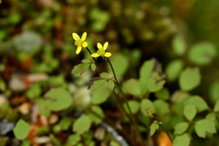 Ranunculus reflexus