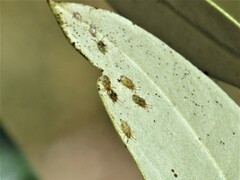 Plerochila australis