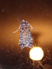 Eudonia philerga
